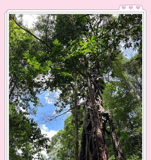 《探秘新版热带雨林游戏攻略》（全面解读游戏技巧，助你畅享探险乐趣）